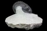 Morocconites Trilobite - Clear Eye Facets #68648-3
